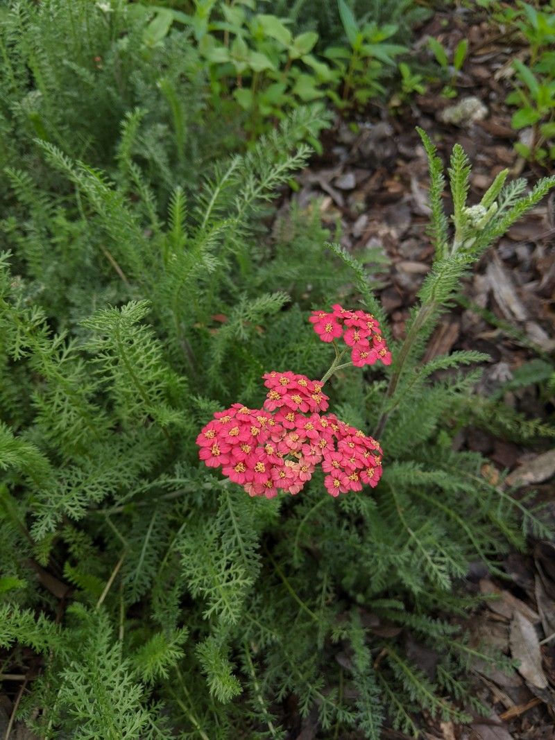 Achillea millefolium rubra âRosy Redâ