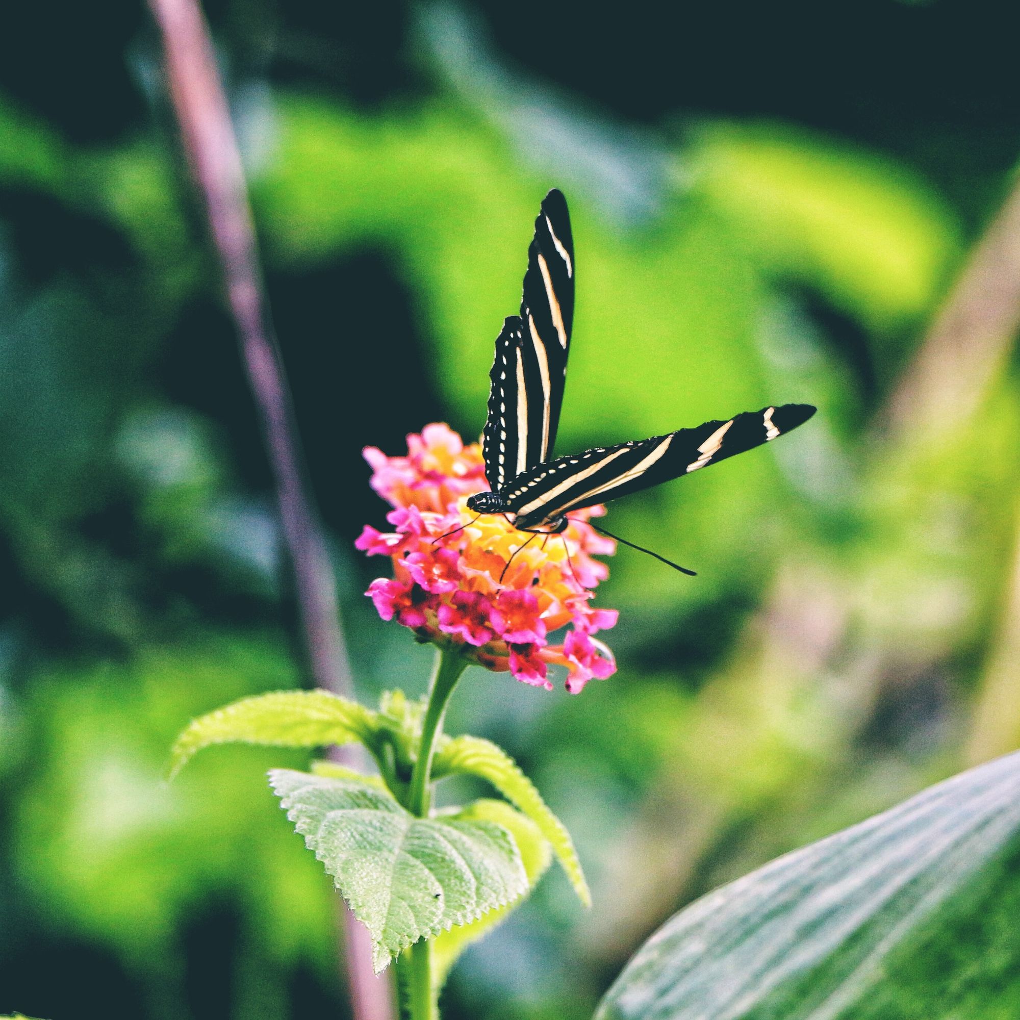 Butterfly feeding on Lantana